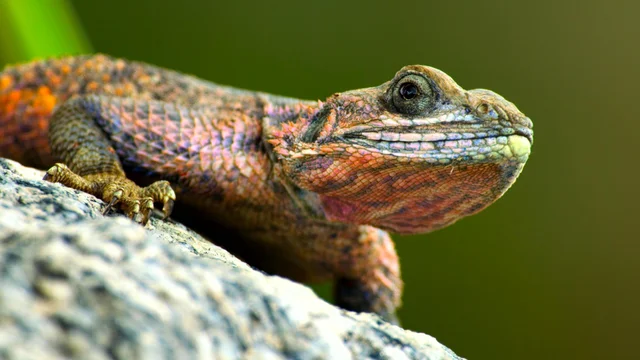 Sabana