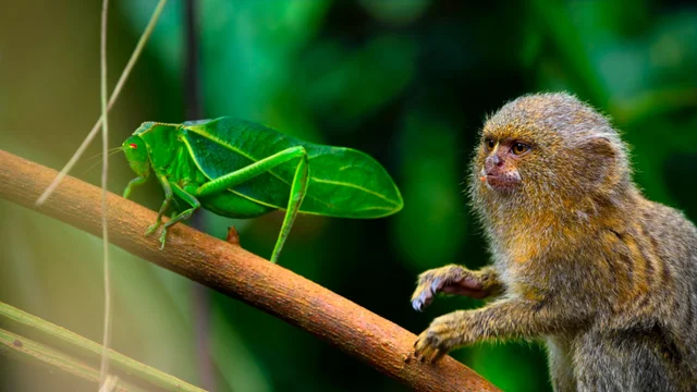 Jungla