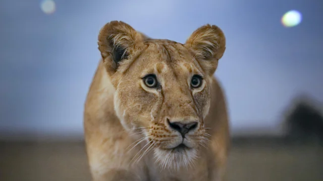 Las praderas del león