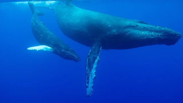 Odiseas oceánicas