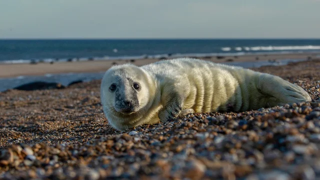 Océano