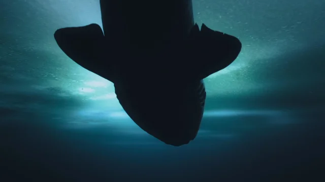 Episodio 6