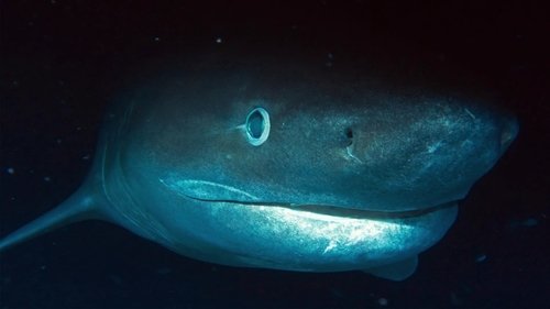 El tiburón del Jurásico
