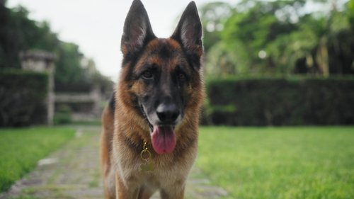La casa del perro