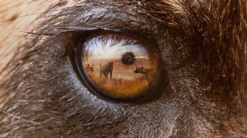 Perro salvaje (Wild Dogs)