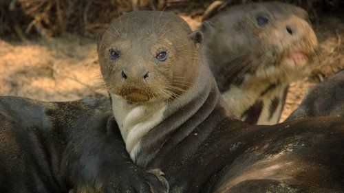 La nutria gigante