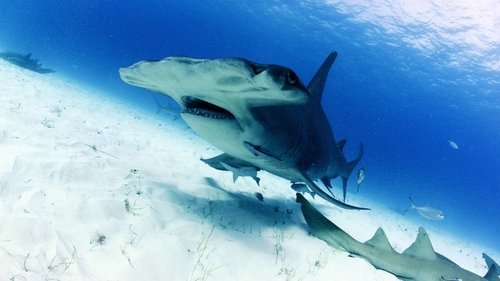 En busca del tiburón martillo