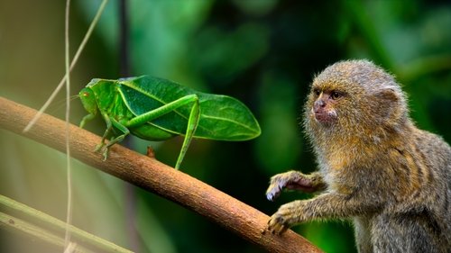 La selva