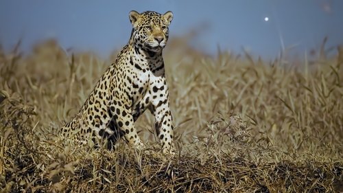 La selva del jaguar