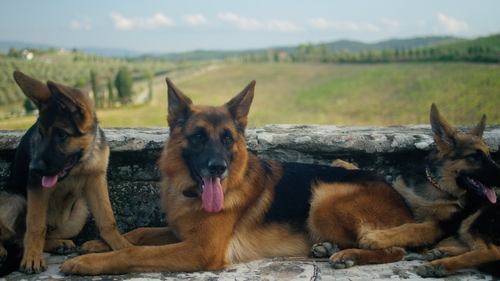 Herencia canina