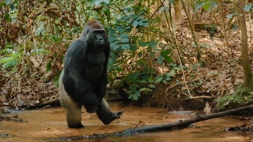 El gorila