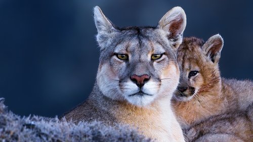 La montaña del puma