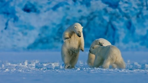 El invierno del oso polar