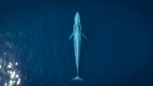 La ballena gris