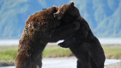 El oso pardo