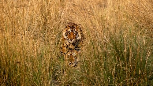 El tigre