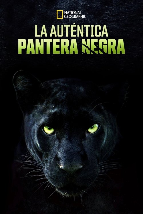 The Real Black Panther