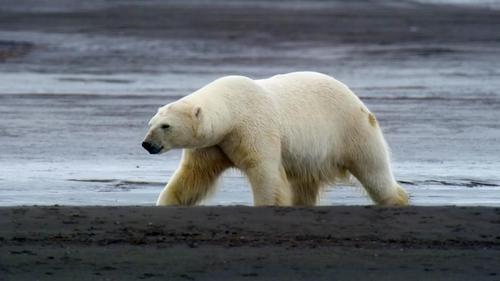 El reino del oso polar
