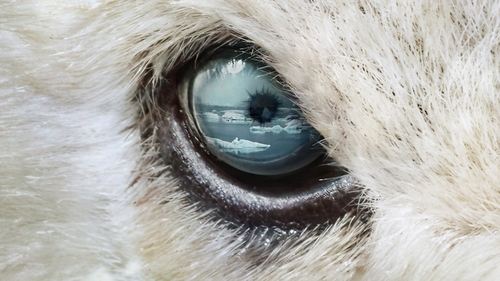 Oso polar (Polar Bear)