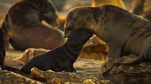 La costa de las focas