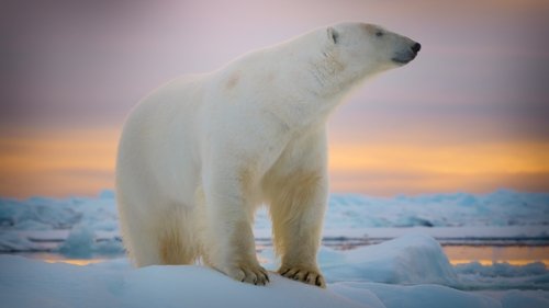 El oso polar