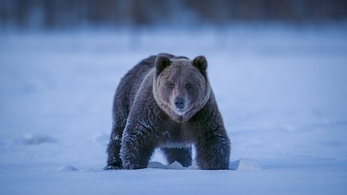 El bosque del oso